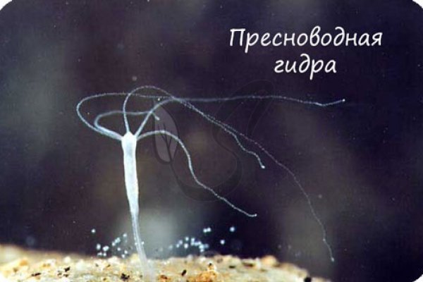 Kra44.cc Вход на сайт главная страница