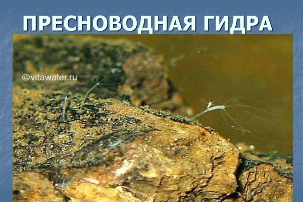 Кракен маркет дарнет только через тор